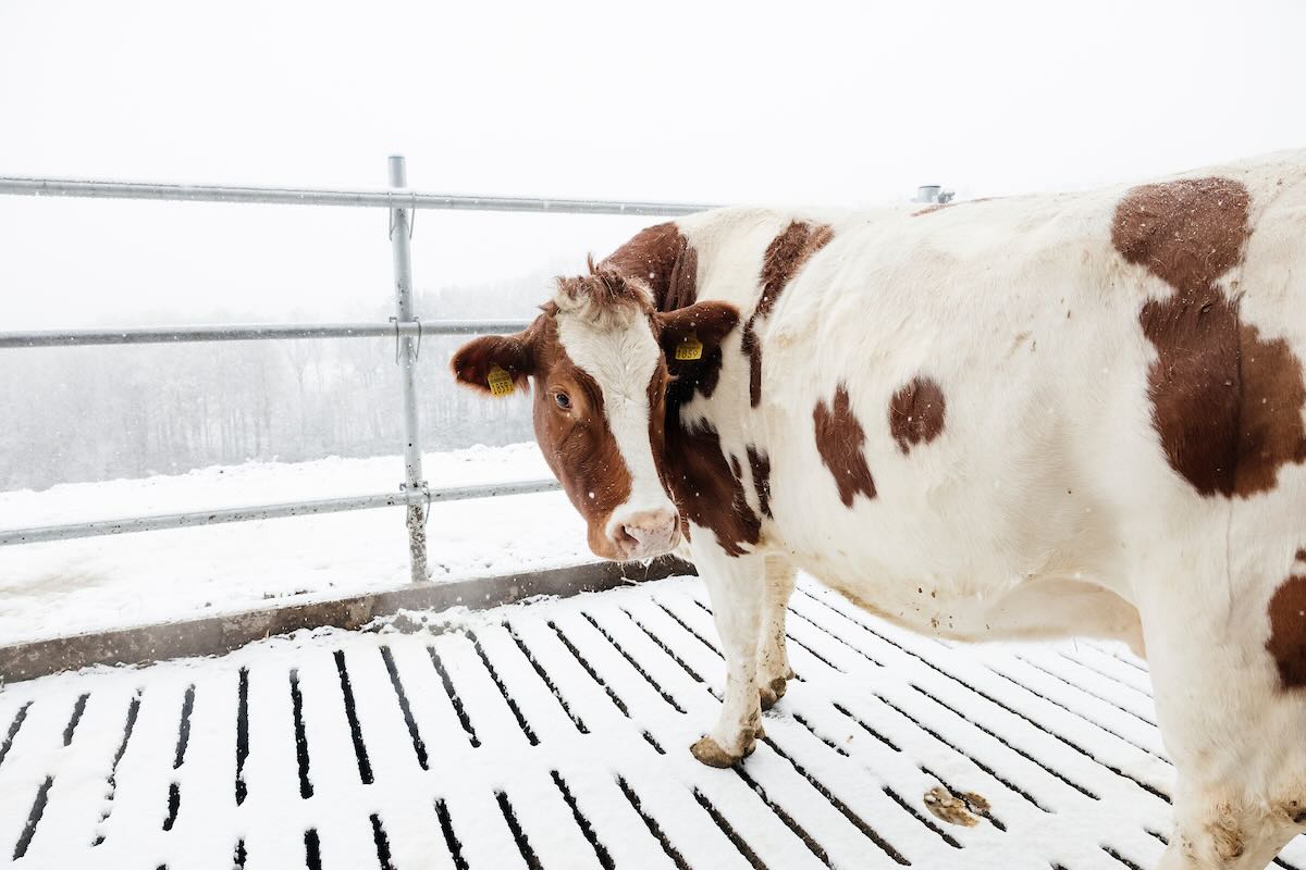 Vache en hiver dans un paysage rural